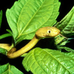 DOI grant aims to control, prevent spread of brown treesnake 