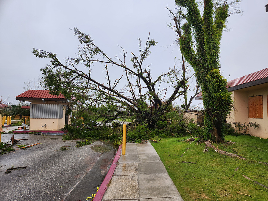 A downed tree blocked the entrance to Perez Acres in Yigo after the typhoon. Photo by Maureen N. Maratita